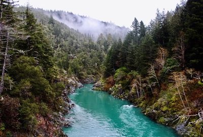 Scenic view of river amidst trees in forest