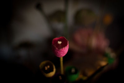 Close-up of pink flower