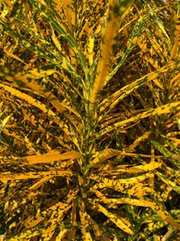 Close-up of corn field