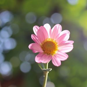 Close-up of pink flower