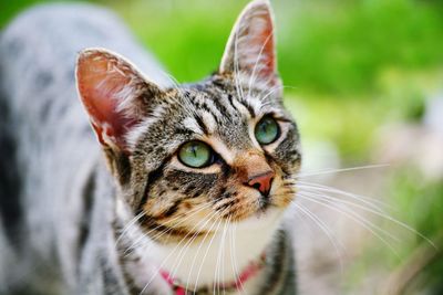 Close-up portrait of cat