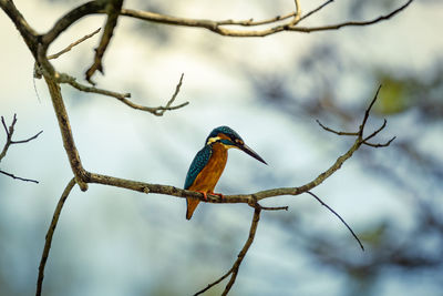 Low angle view of bird perching on tree