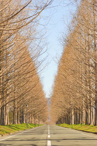 Metasequoia tree-lined road against sky