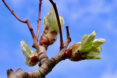 Low angle view of flowering plant against blue sky