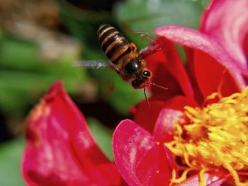 Close-up of bee pollinating on flower