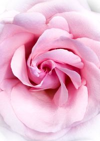 Close-up of pink rose