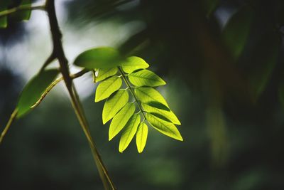 Close-up of green leaves on plant
