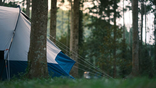 Tent on field by trees in forest