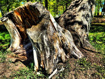 Close-up of tree stump in forest