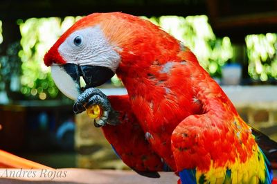 Close-up of parrot perching on branch