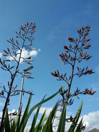 Low angle view of tree against blue sky