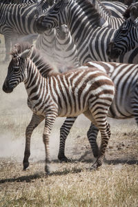 View of zebra