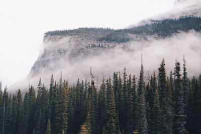 Panoramic view of pine trees against sky