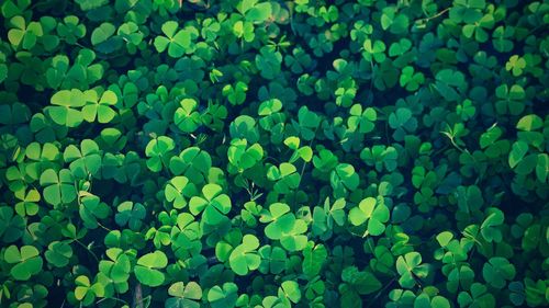 Green clover leaf isolated for background. with three-leaved shamrock . st. patrick's day vacation 