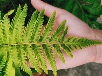 Close-up of hand holding leaves