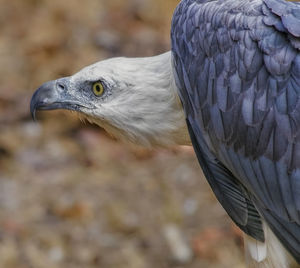 Close-up of a bird