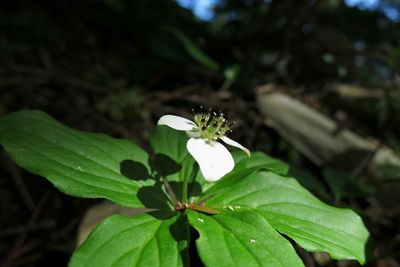 Close-up of white flowers