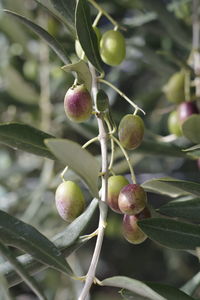 Close-up of berries growing on tree