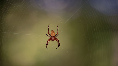 Close-up of spider on web