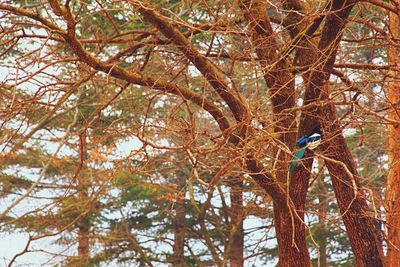 Low angle view of bird perching on tree in forest