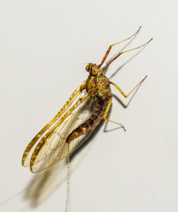 Close-up of insect over white background