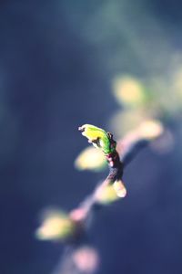 Close-up of green plant