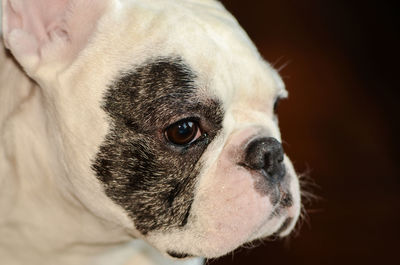 Close-up portrait of dog at home