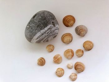 Photo for the interior with sea shells