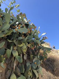 Low angle view of plants against clear blue sky
