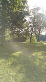 Trees on grassy field