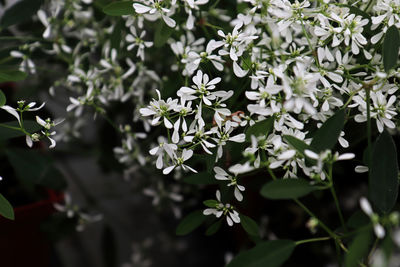 Close-up of white flowering plant