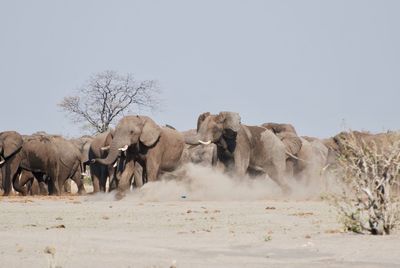 Panoramic view of elephant on land against clear sky