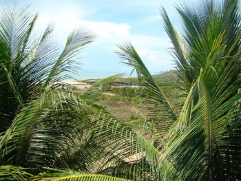 Close-up of palm tree against sky