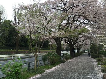 Empty walkway amidst trees in park