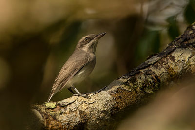 Close-up of bird perching on tree branch