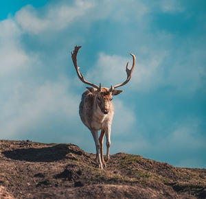 Deer standing on rock