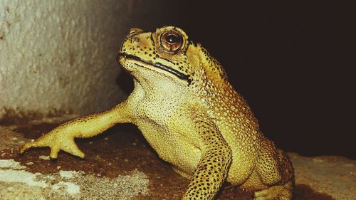 Close-up of lizard on rock