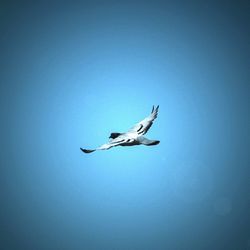 Low angle view of birds flying