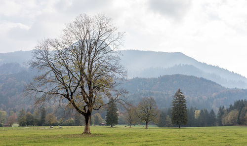 Trees on field against sky