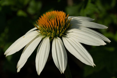Close-up of yellow flower, coneflower, blossoms of summer