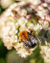 Close-up of butterfly pollinating on flower