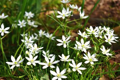 Close-up of white flowering plants