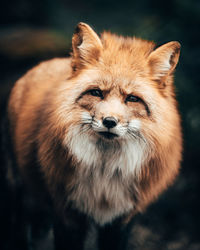 Close-up portrait of fox