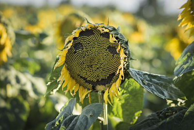 Close-up of butterfly pollinating on sunflower