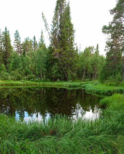 Reflection of trees in lake water
