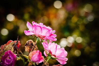 Close-up of pink flowers blooming outdoors