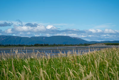 Scenic view of field against sky