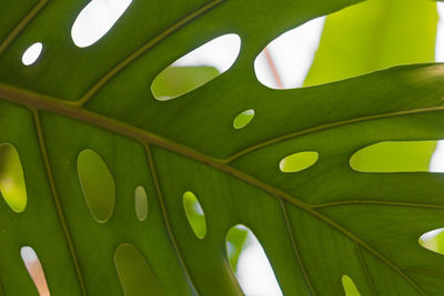 Close-up of green leaf
