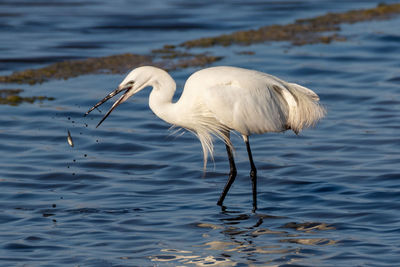 White duck in a sea