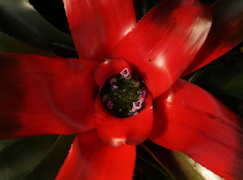 Close-up of red flower